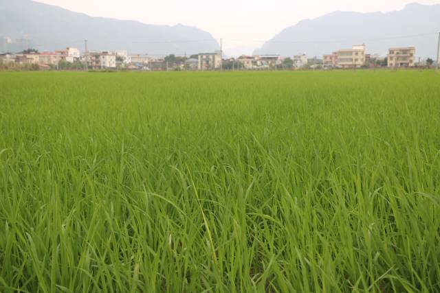 庆友五分3d水稻种植基地 庆友五分3d水稻种植基地