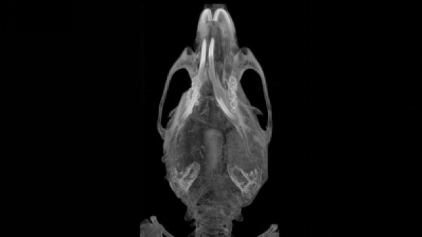 实验室小动物PET/CT所获取高清小鼠颅骨CT图 实验室小动物PET/CT所获取高清小鼠颅骨CT图