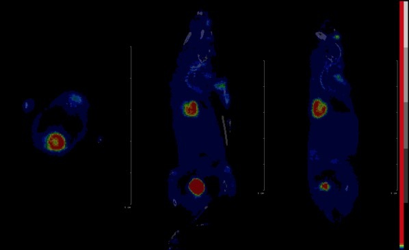 小动物PET/CT针对健康成年小鼠获取的3D全身动态扫描图像 小动物PET/CT针对健康成年小鼠获取的3D全身动态扫描图像