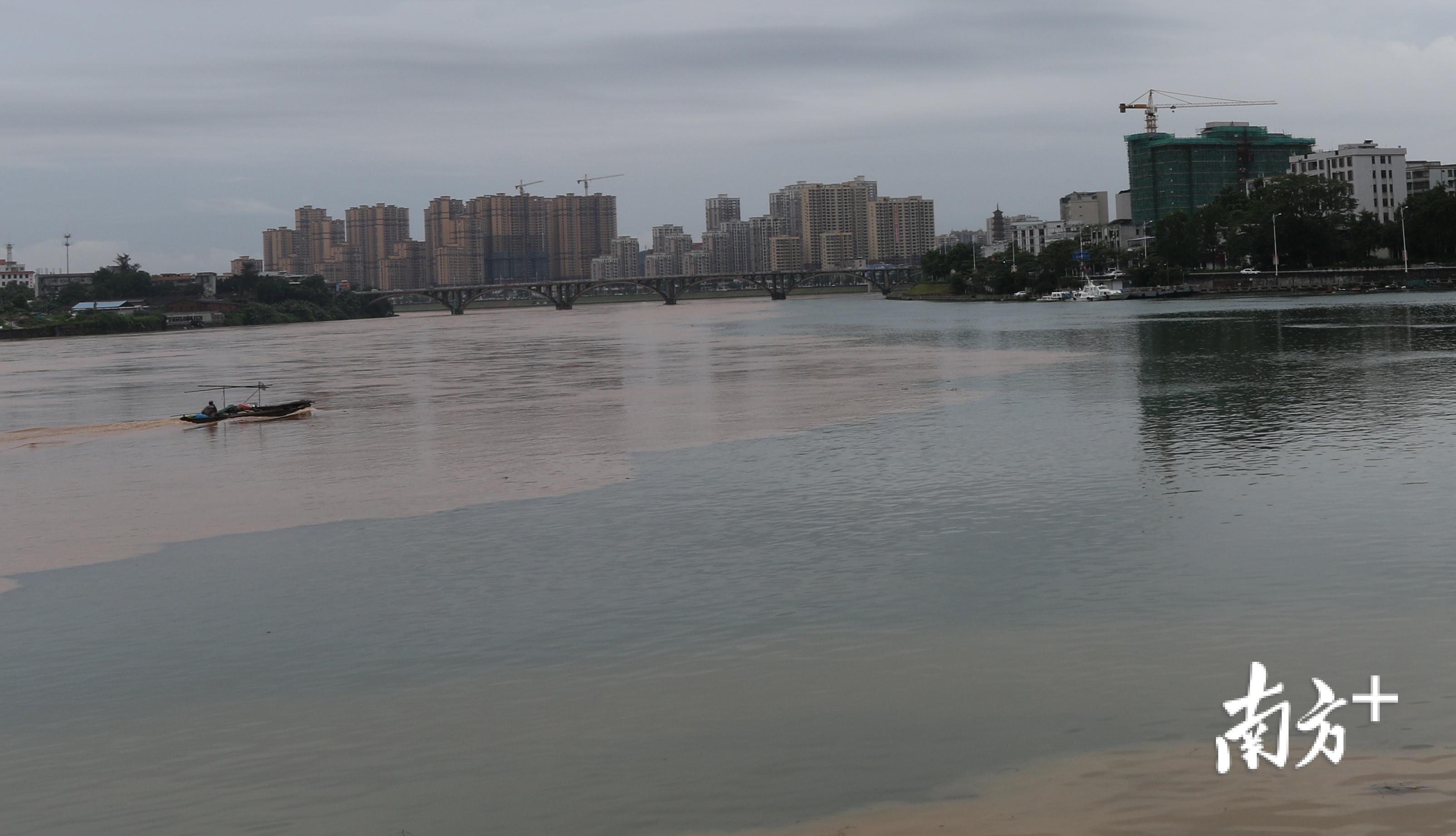 新丰江、东江两条大江的洪水交汇，清浊分明。