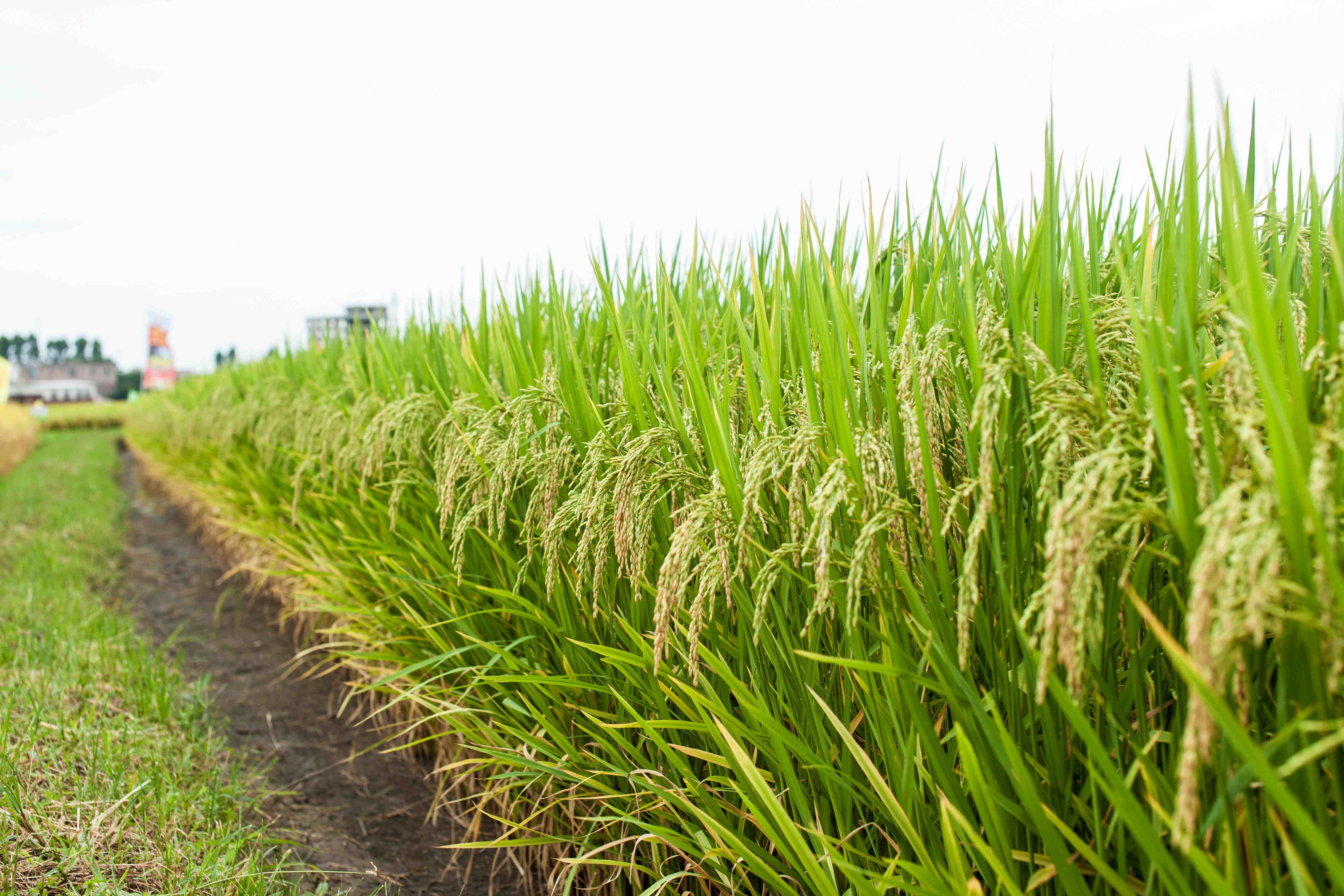 蕉岭特色丝苗米产业如何发展?行业大咖这样说