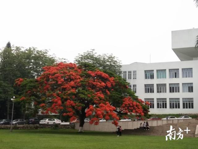 汕大校园。叶楠楠摄