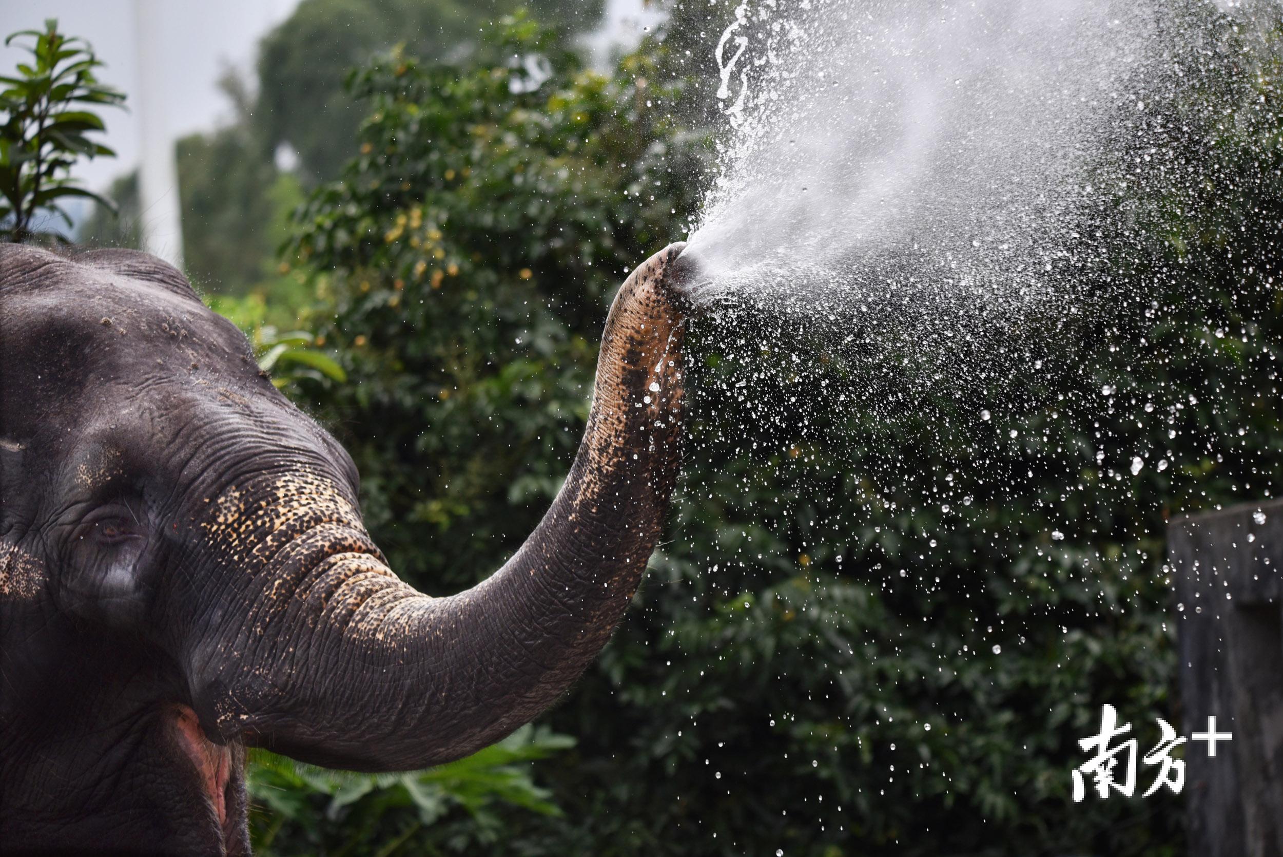 大象用鼻子给小象洗澡图片