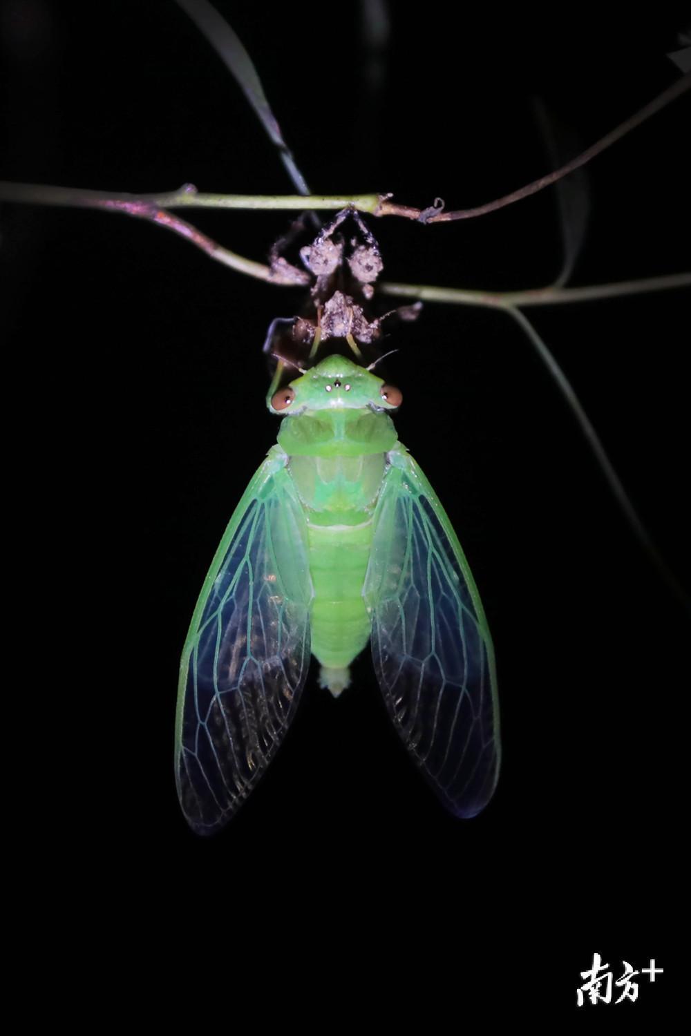 蹲点8小时,南方 记者实拍夏蝉羽化唯美瞬间
