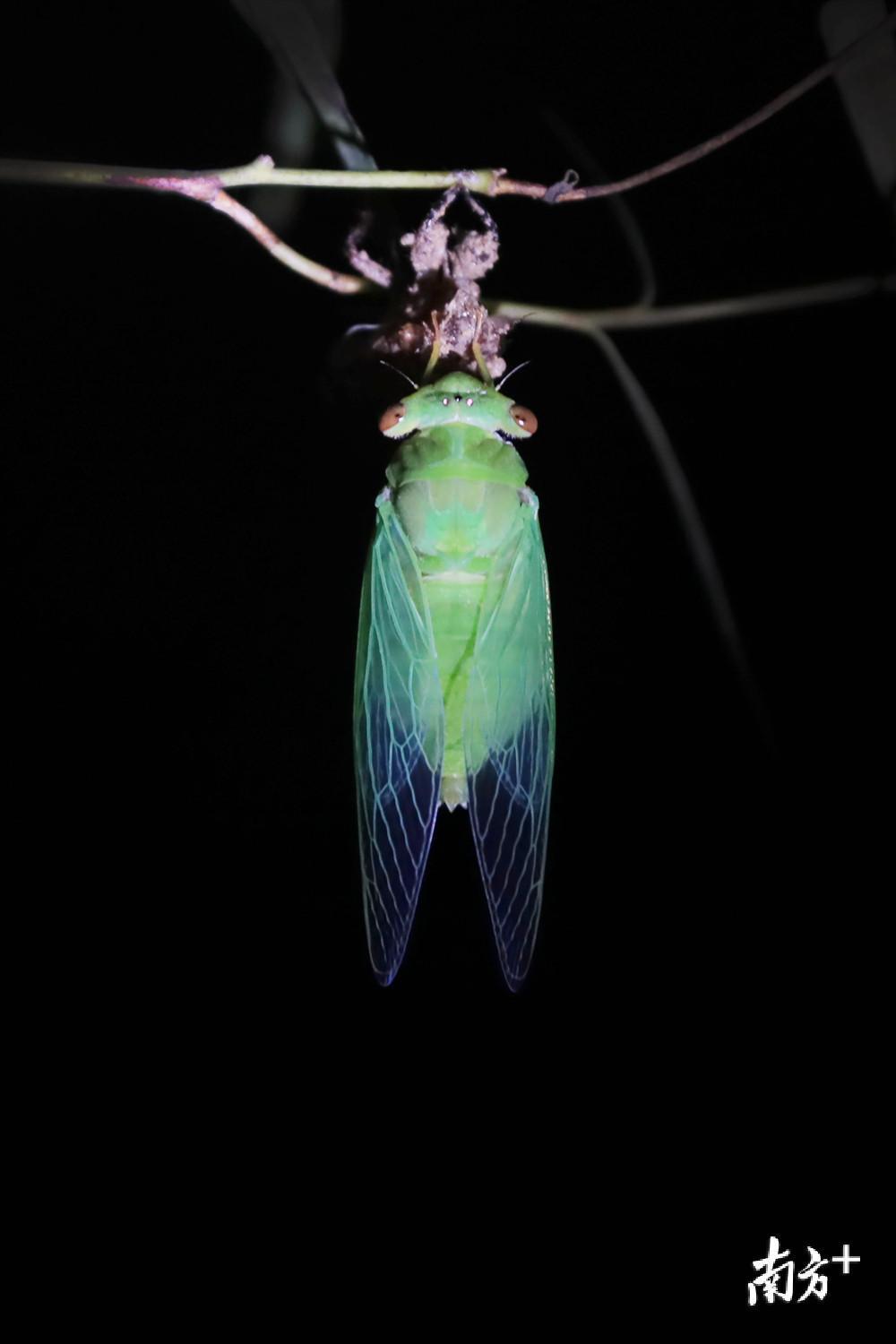 蹲点8小时,南方 记者实拍夏蝉羽化唯美瞬间