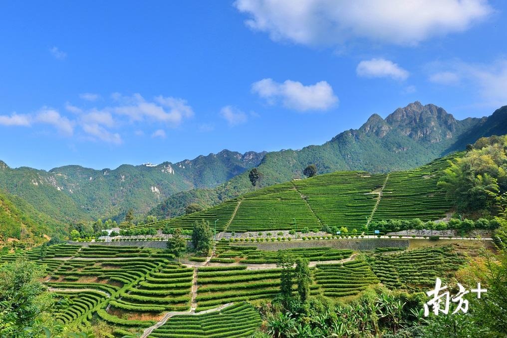 茶海观峰:五峰秀色 茶海观峰:五峰秀色