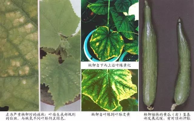 作物缺钾症状图（往下滑可看多图） 同时个头变小、口感变差、品质下降。