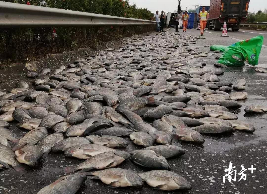 路边摄暴雨袭粤广东下鱼了4000斤罗非鱼洒落高速