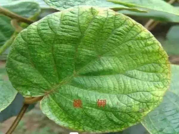 作物缺钾症状图（往下滑可看多图） 同时个头变小、口感变差、品质下降。二、常见钾肥有哪些？怎么用？ 常