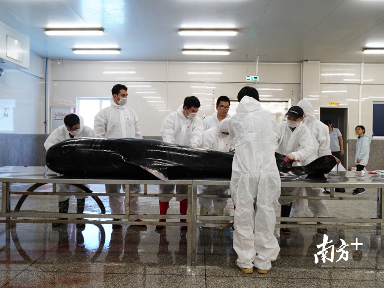 “萌丫”死亡后，科研人员和兽医对其尸体进行解剖，查找死因并制作标本。