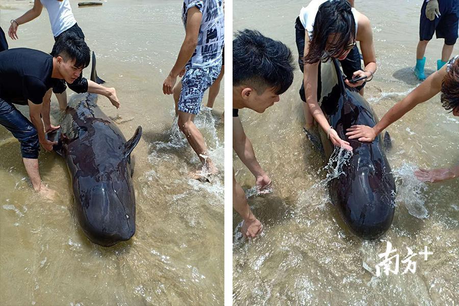 游客、渔民不间断地往搁浅在海滩的短肢领航鲸身上泼海水。