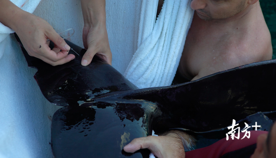 兽医在潜水员协助下为“萌丫”输液消炎。