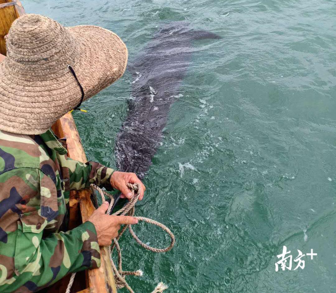 渔船把搁浅短肢领航鲸带到离岸1海里外的海域。