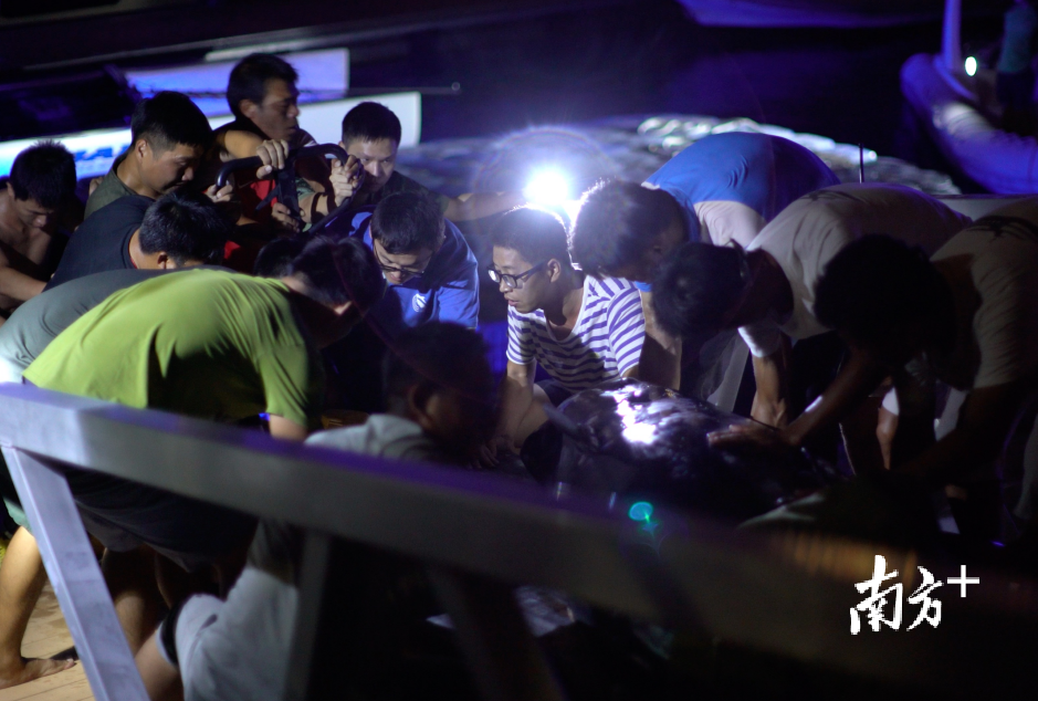 众人帮助“萌丫”转运中科院深海所救护网箱的途中。