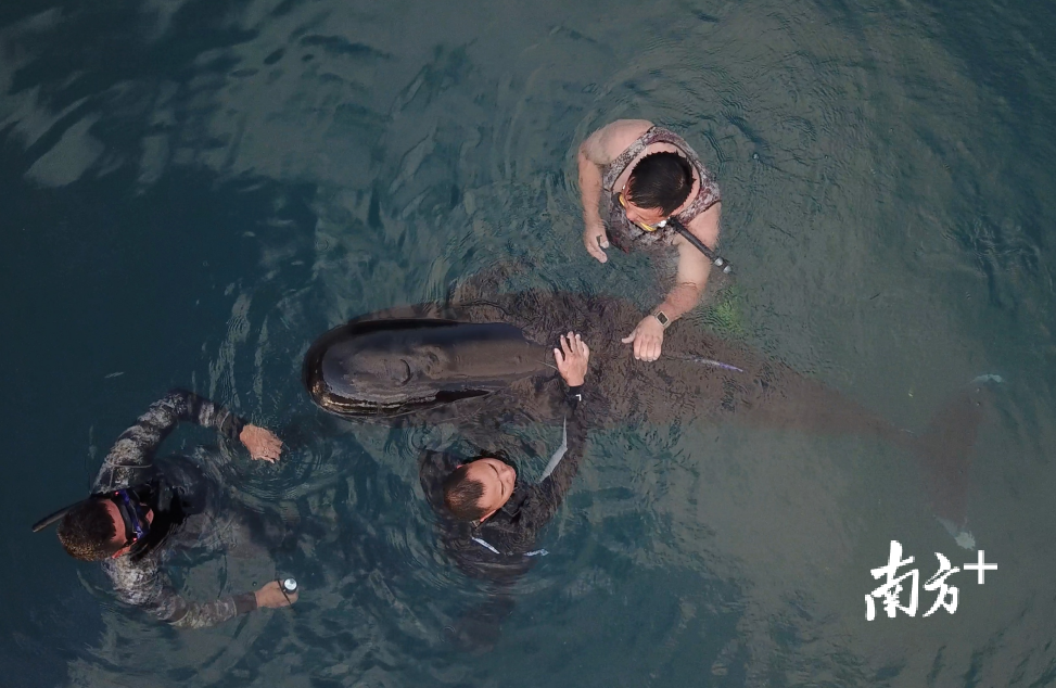 潜水员在水中陪护“萌丫”。