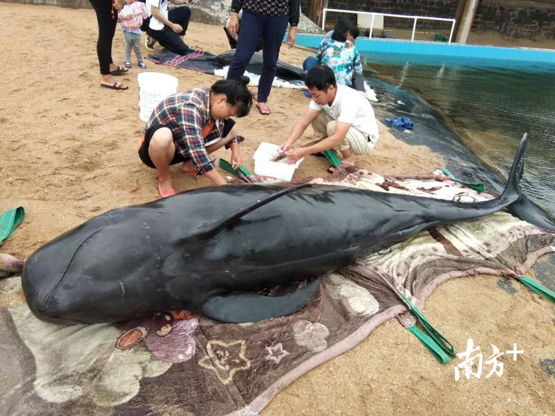 4月29日被发现搁浅在湛江市东海岛龙好湾沙滩的短肢领航鲸在救助中存活33天。图为救护人员在为它治疗受伤的部位。
