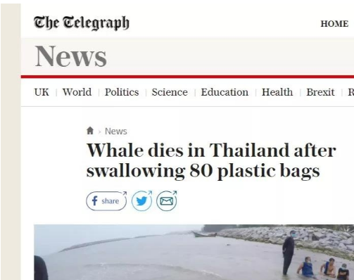 媒体对胃部塞了80个塑料袋的短肢领航鲸在泰国南部宋卡府海边搁浅死亡的新闻报道。