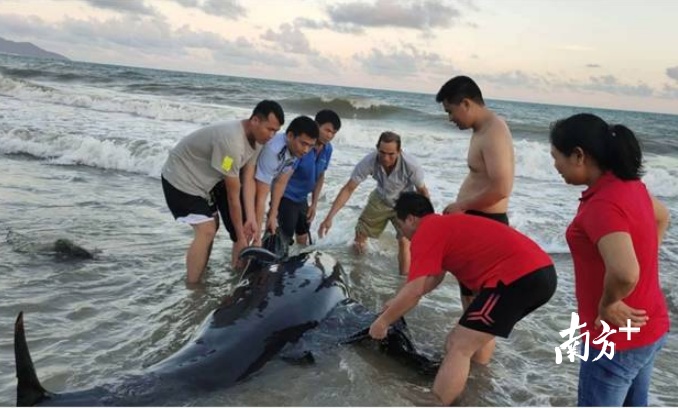 6月6日，“萌丫”在海南省三亚市崖州湾第一次搁浅。