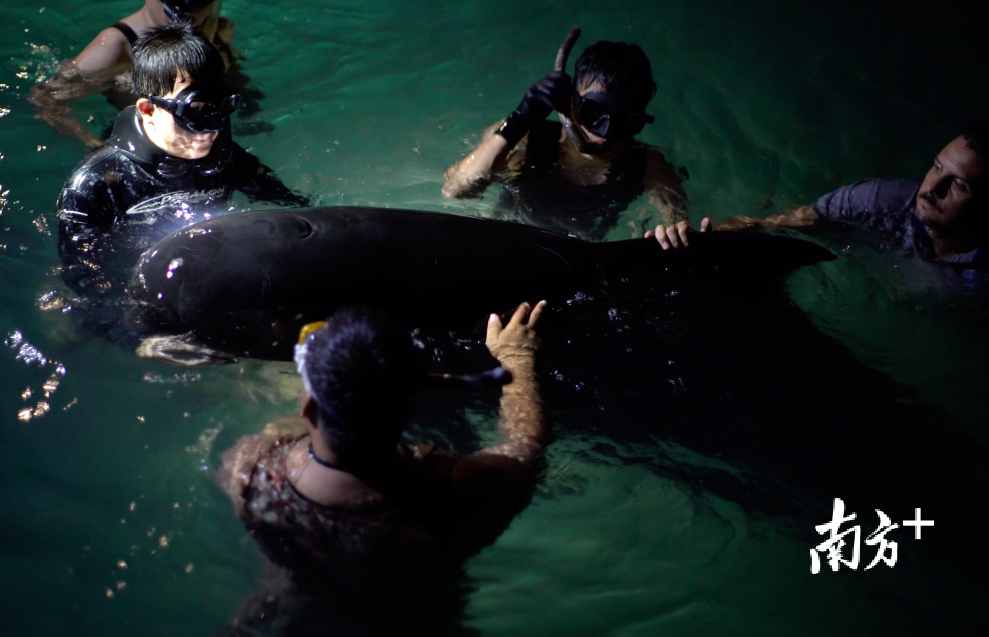 潜水员在协助“萌丫”维持平衡。