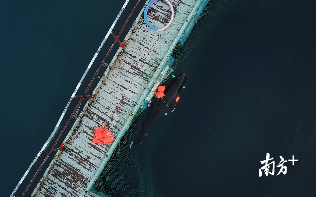 6月10日，“萌丫”抢救无效死亡。