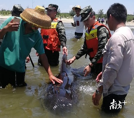 6月21日在湛江市东海岛北寮村海滩搁浅的短肢领航鲸。