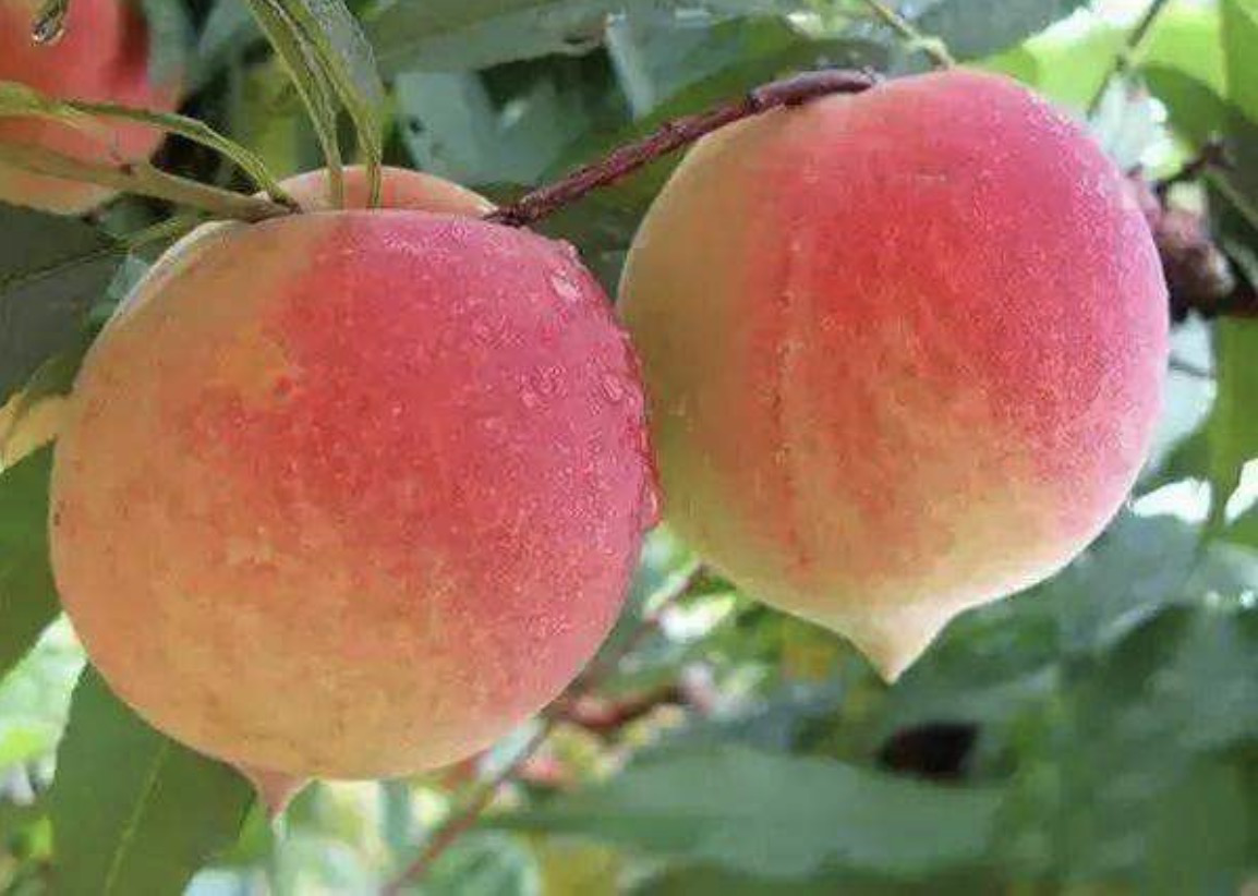 桃子 树 成熟 - Pixabay上的免费照片 - Pixabay