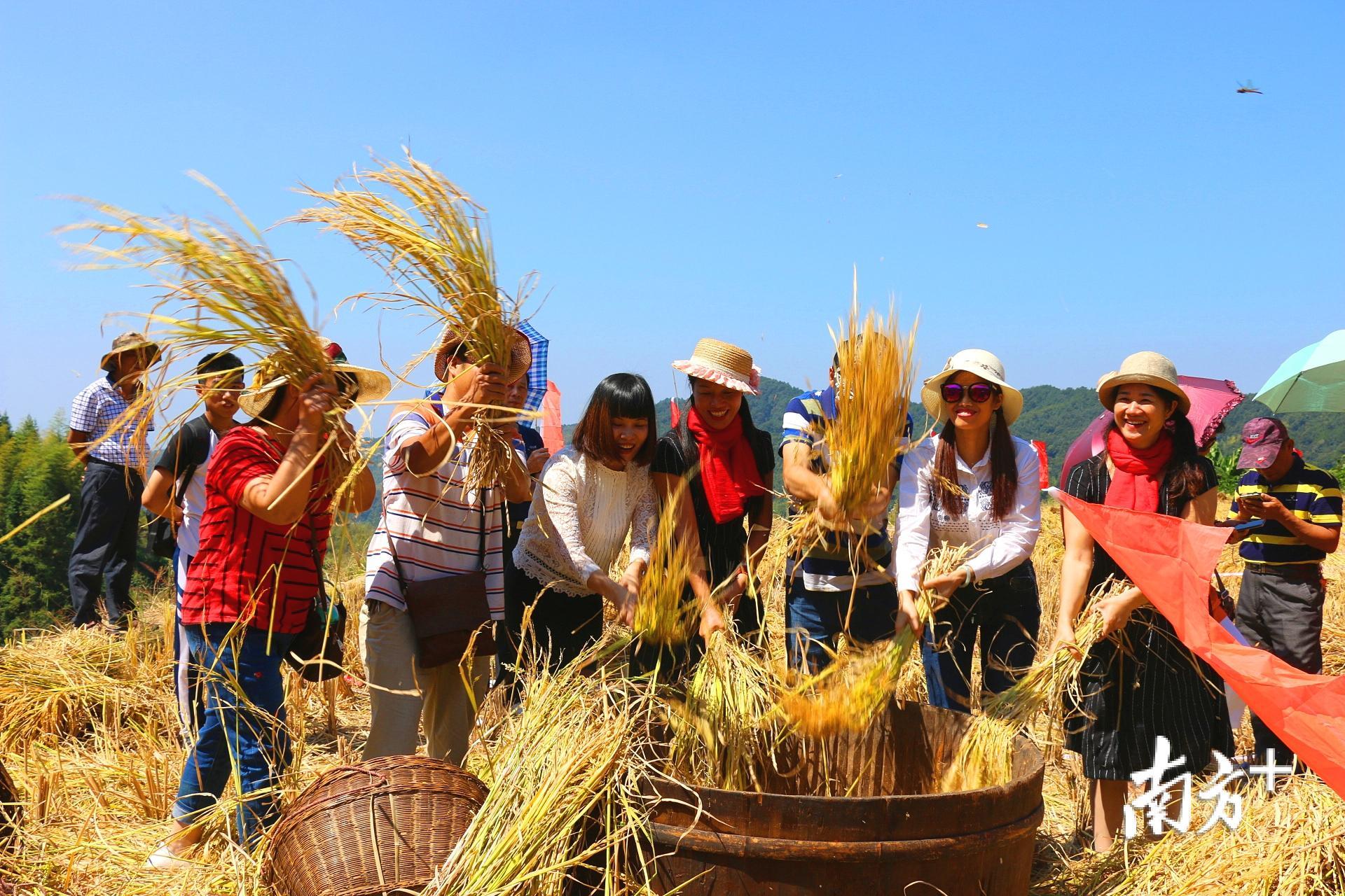 “广东最美梯田”扶溪镇蛇离村稻谷飘香引游人。如梦 摄