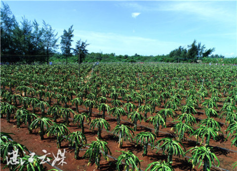 硇洲火龙果已逐渐形成一个朝阳行业。 通讯员 李文超 梁海涯 摄