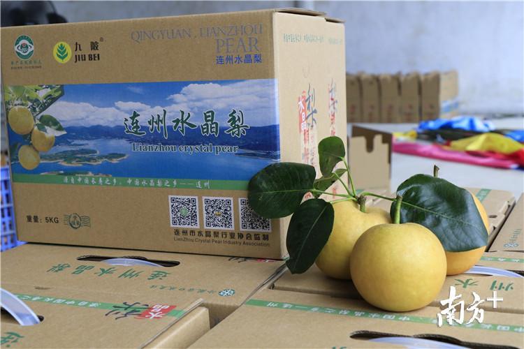 连州九陂镇花果经济活力显现优质富硒水果13日上市