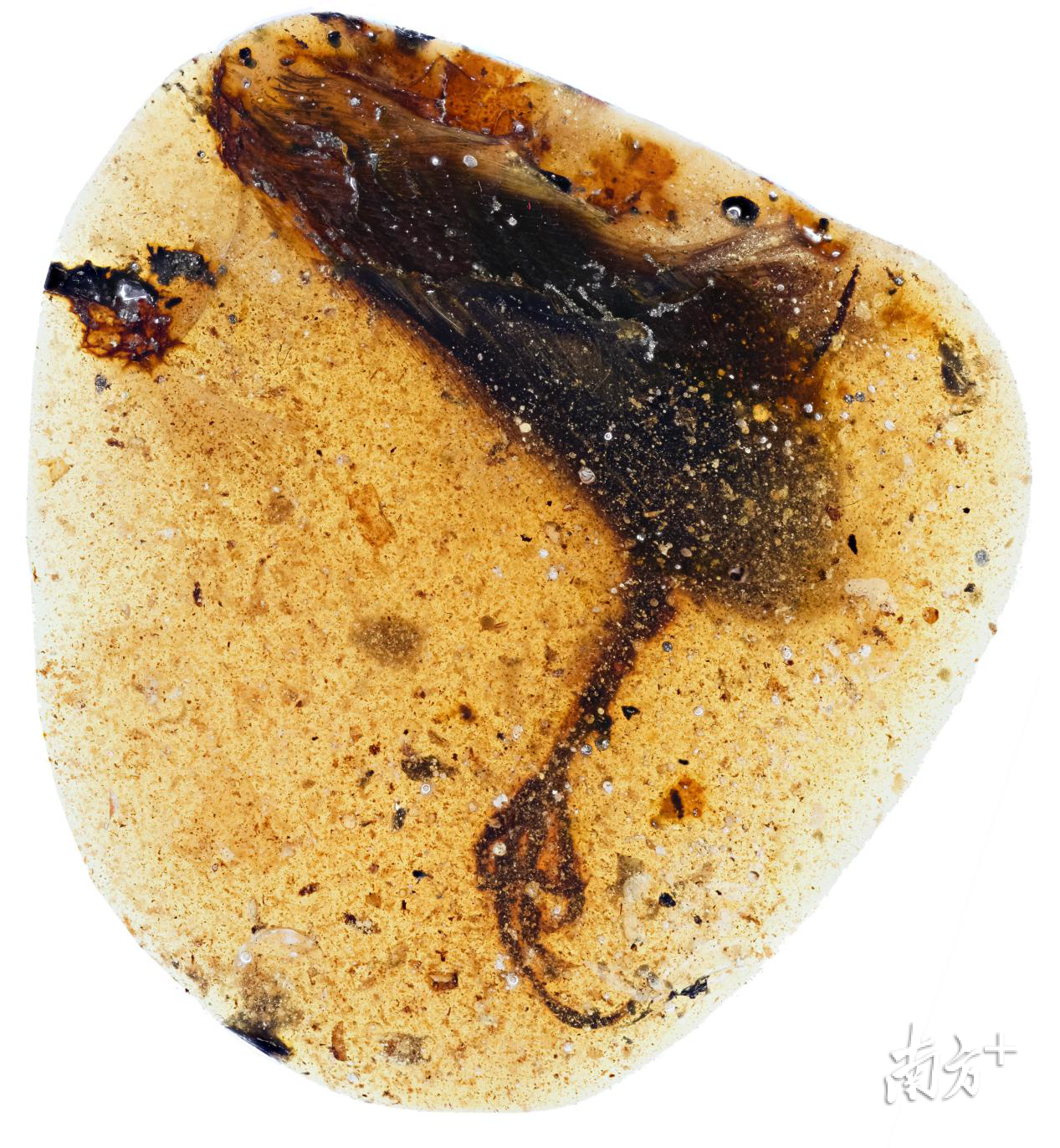 标本全貌。邢立达 摄