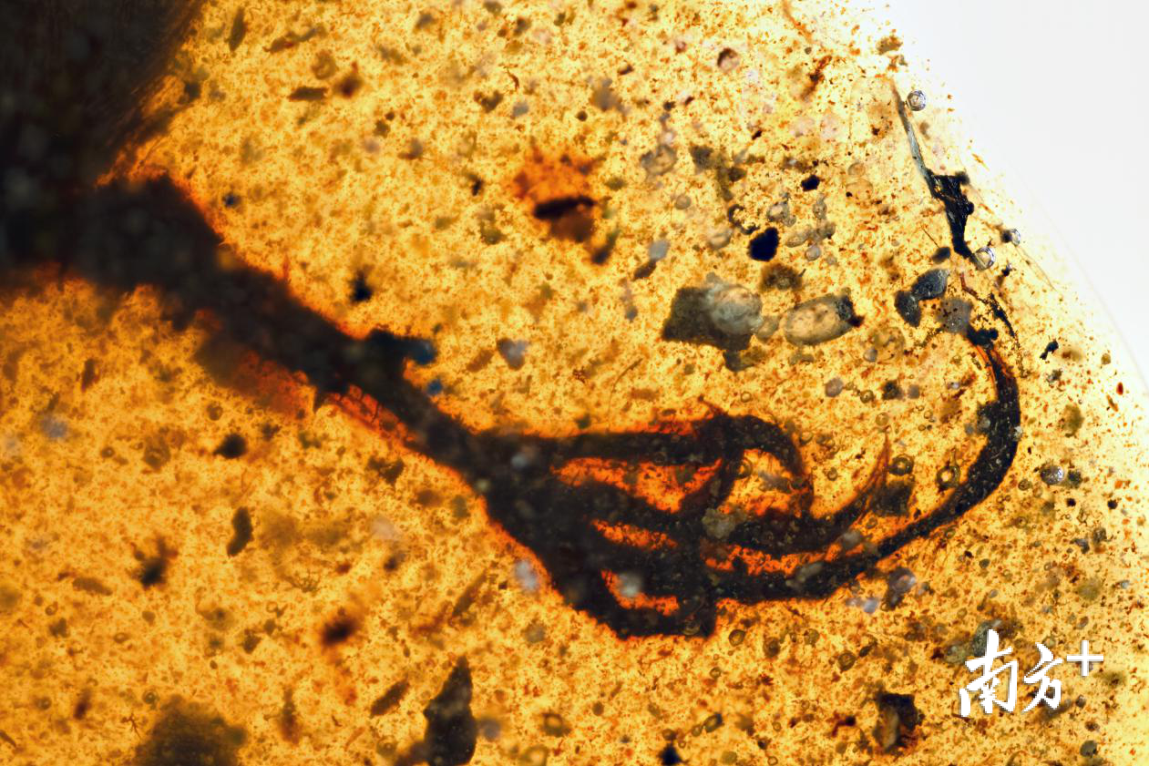 保存完好的骨骼。 邢立达 摄