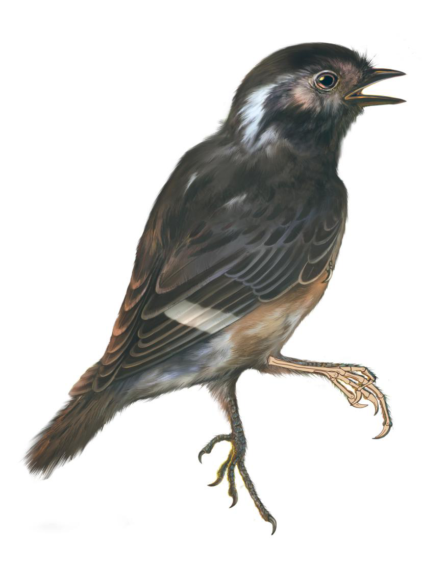 复原图。 邢立达绘