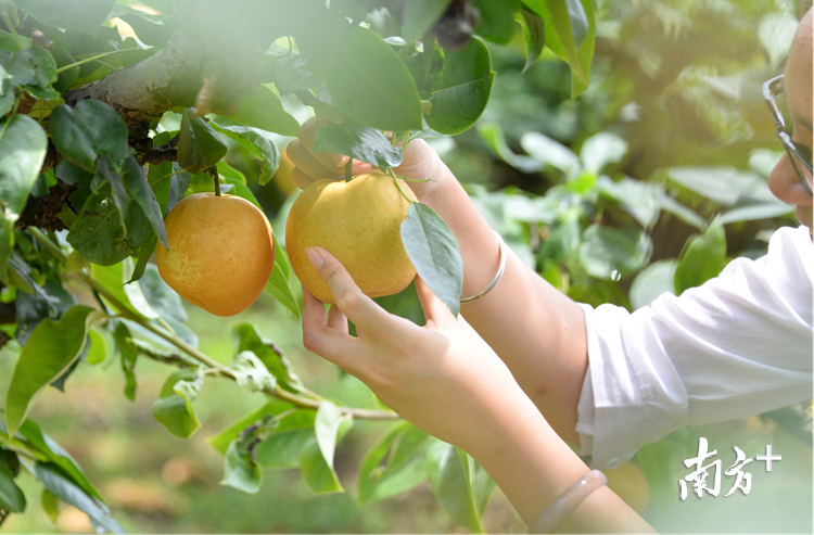 游客们在果场体验采摘乐。黄津 摄