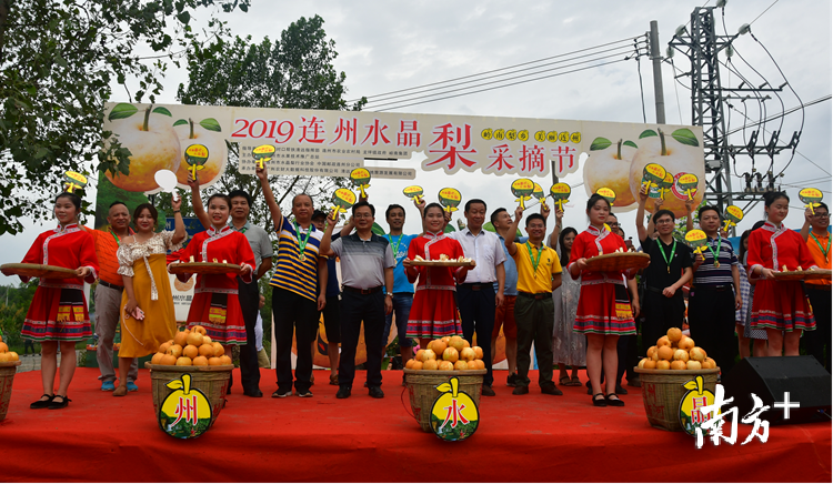 今年是连州第六次举办水晶梨推介活动。