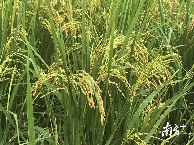 再生稻种出来的大米米质优良，属优质稻谷系列，市场售价达20元斤。陈咏怀 摄