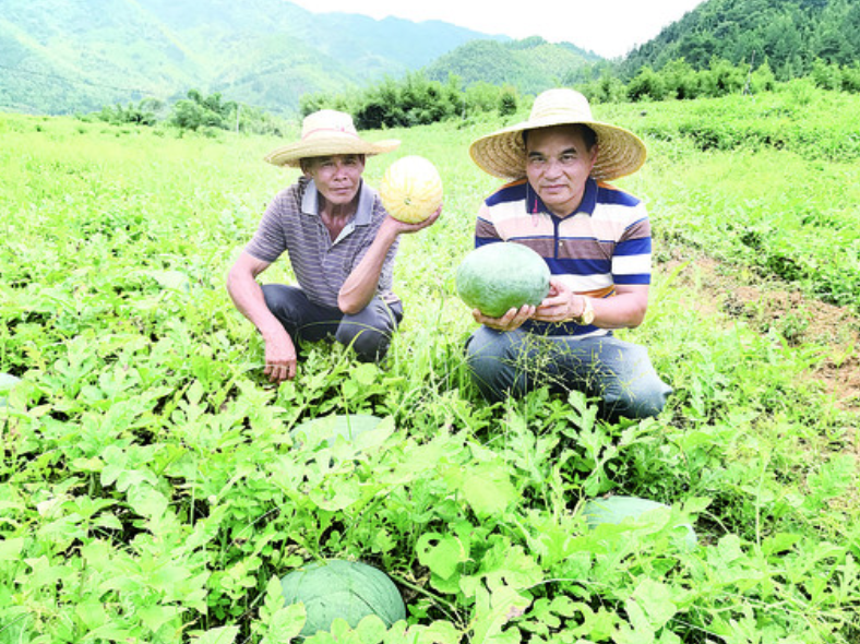 “古水西瓜”的丰收让瓜农看到了新希望。西江日报记者 夏紫怡 摄