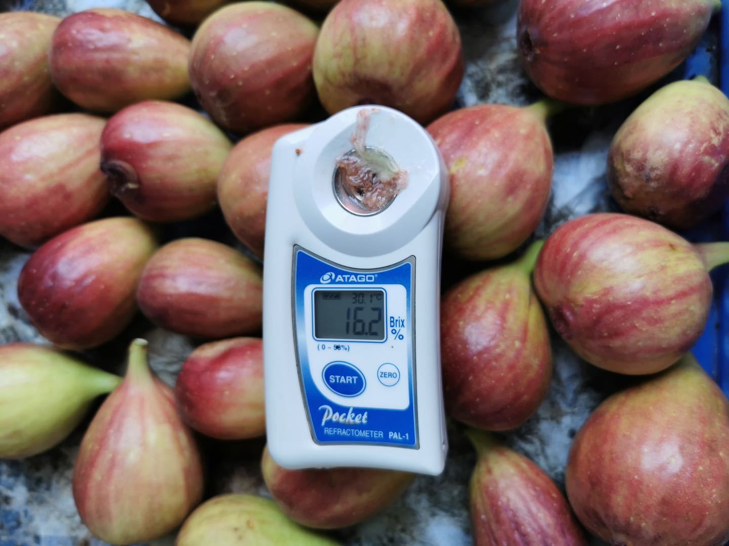 海鸥岛无花果糖度高、口感佳