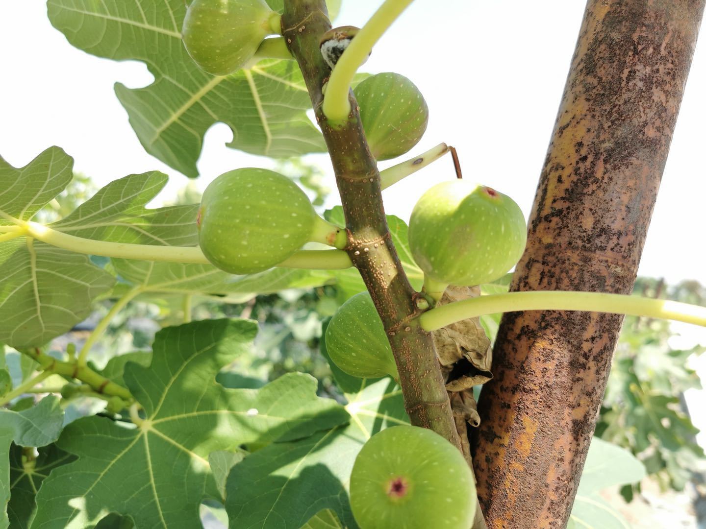 即将成熟的无花果