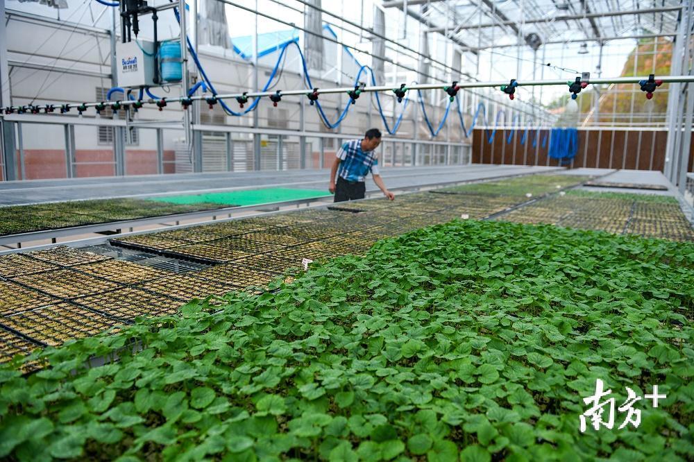 育苗温室正采用雾化喷灌技术为蔬菜苗浇水施肥。南方日报记者 何森垚 摄