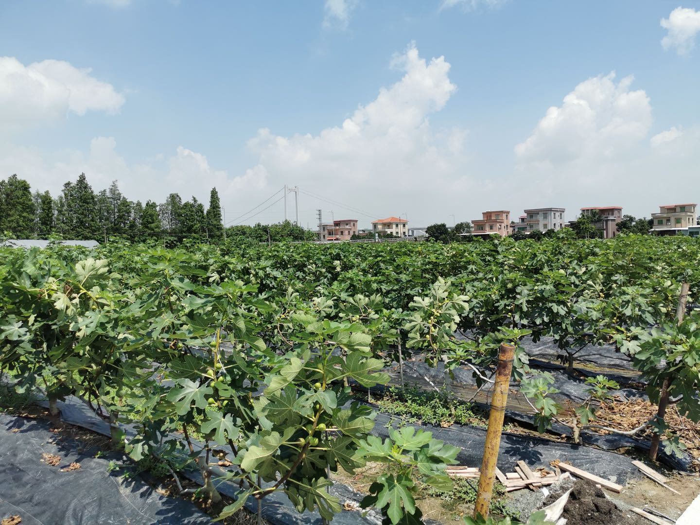 波波农场无花果种植区