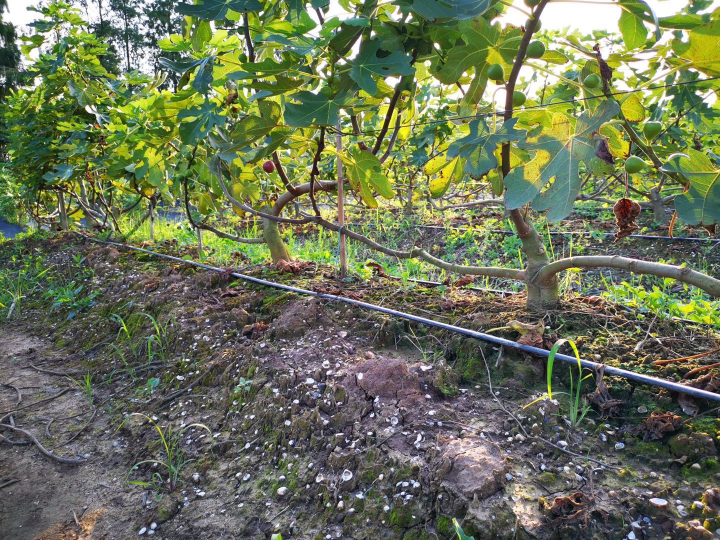 无花果树下的贝壳塘泥土