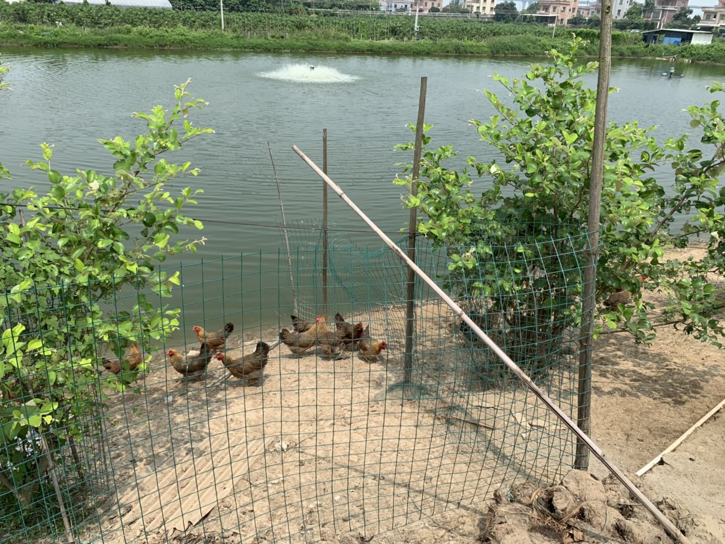 波波农场内随处可见的走地鸡