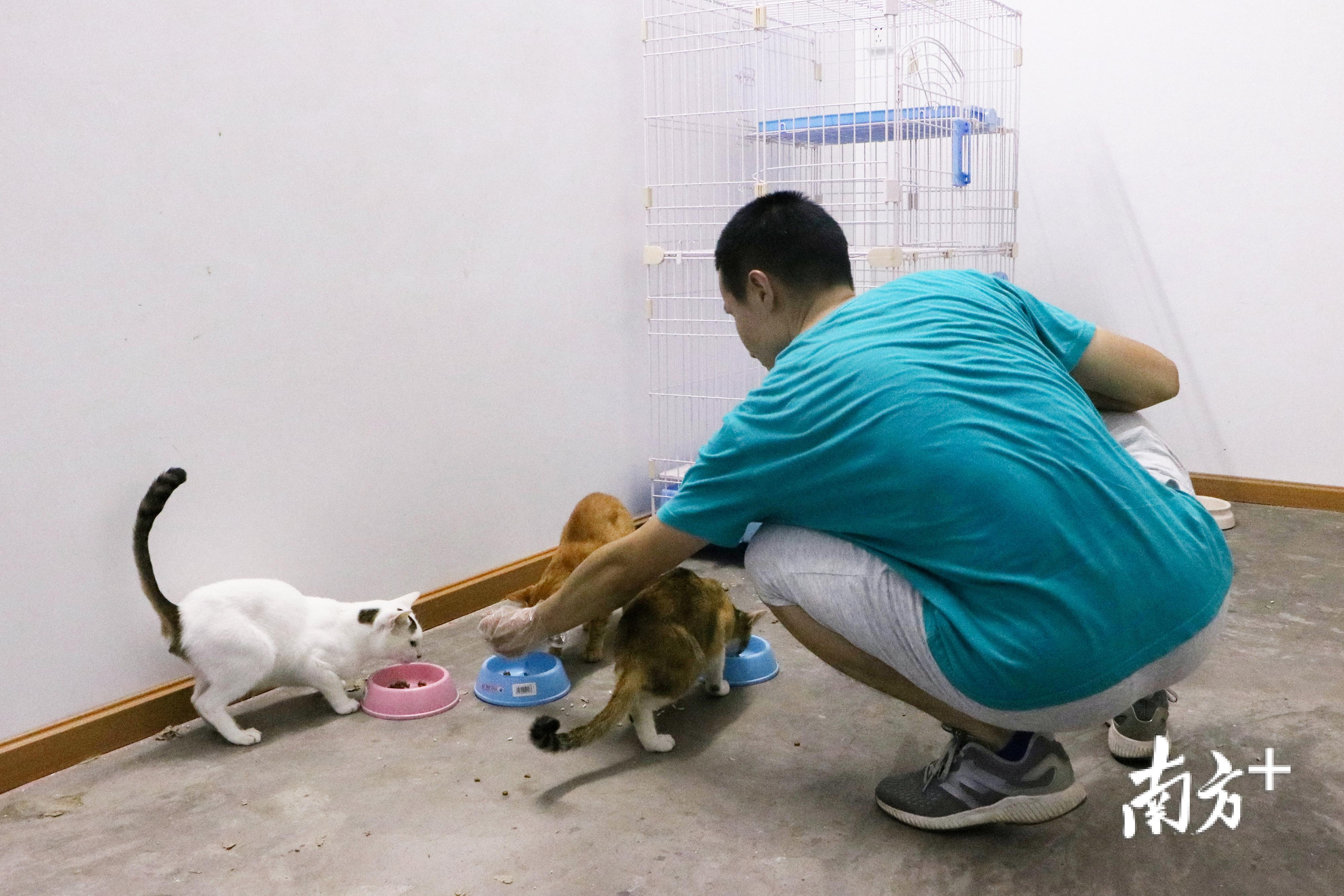 华哥正在喂其救助的流浪猫。（魏丽文 摄）