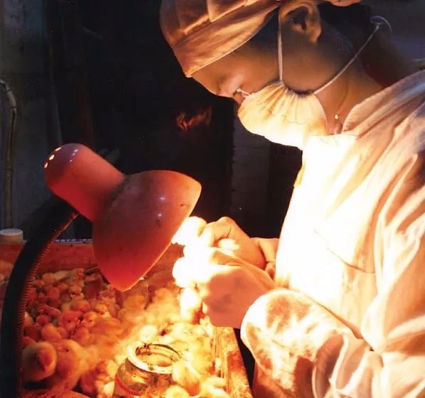 龙门县三黄胡须鸡提纯复壮工程生产基地的技术人员正在精心挑选优质种鸡苗。
