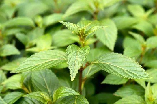 护肝,抗肝炎草药——溪黄草