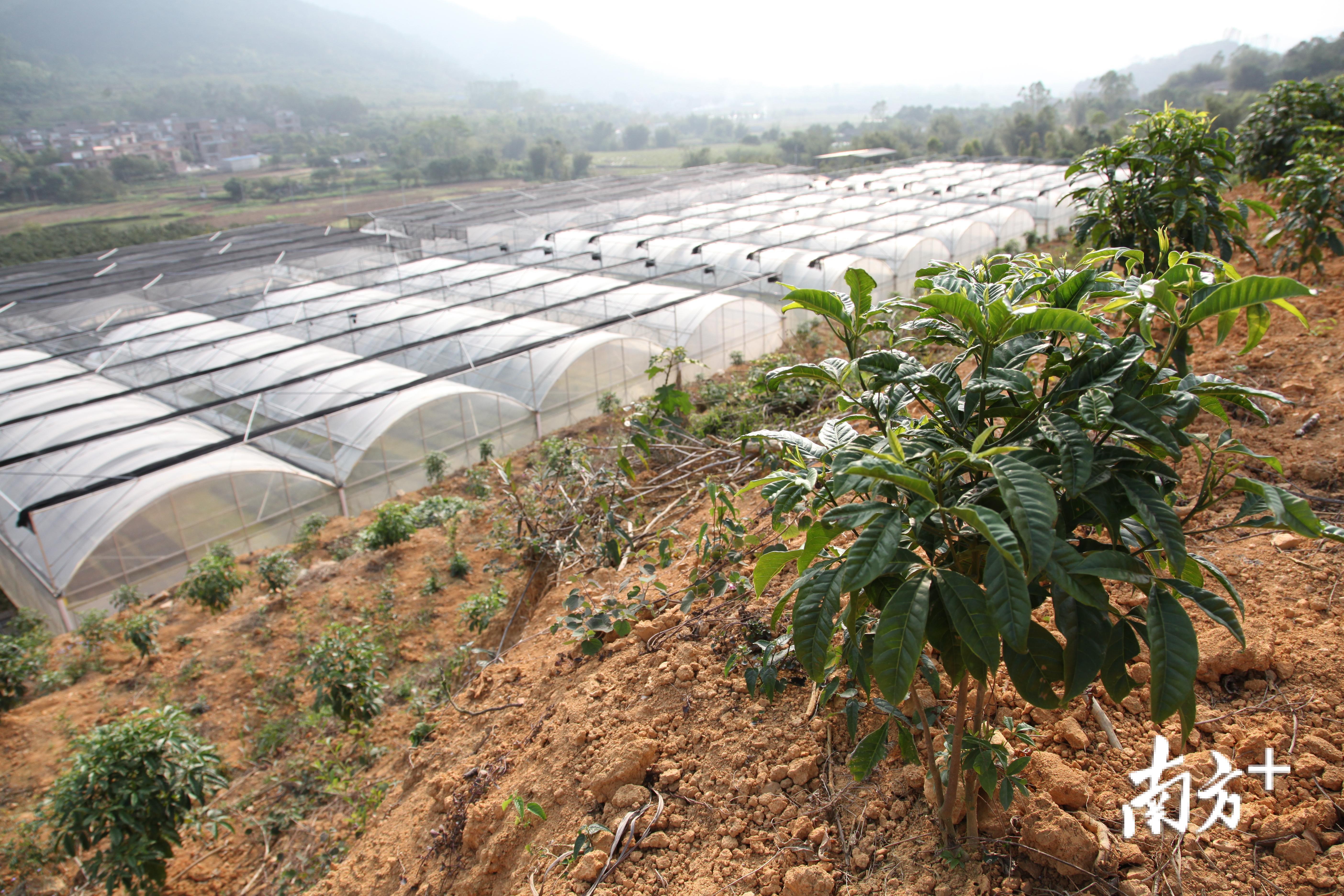 前锋镇崖楼村的岭南中药材种子种苗繁育基地。