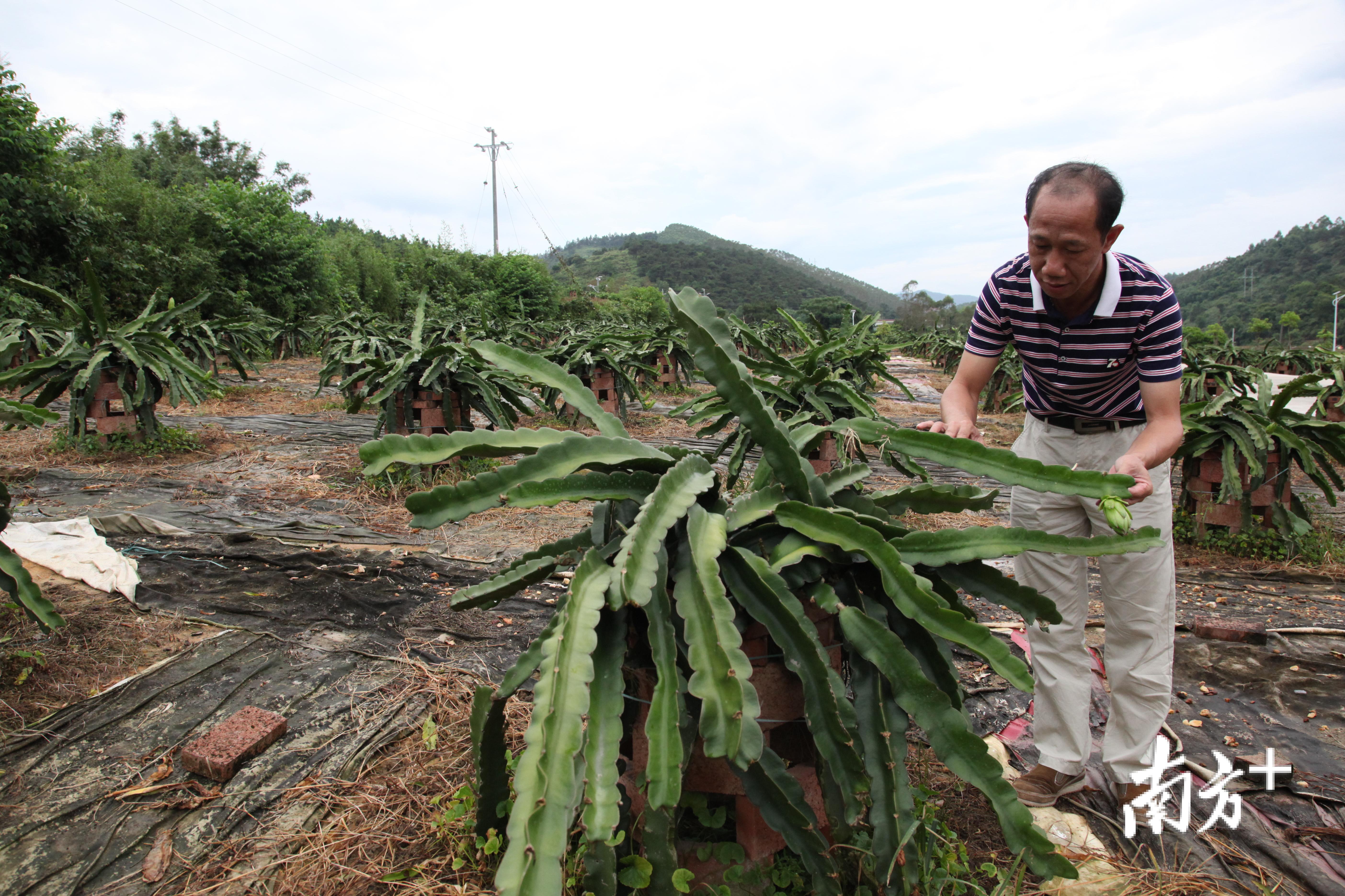腰古镇腰古村精准扶贫产业示范基地（剑花基地）。