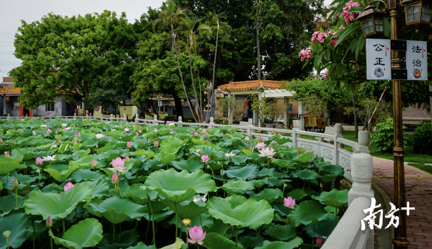 白坭镇中社村环境优美。 白坭镇中社村环境优美。