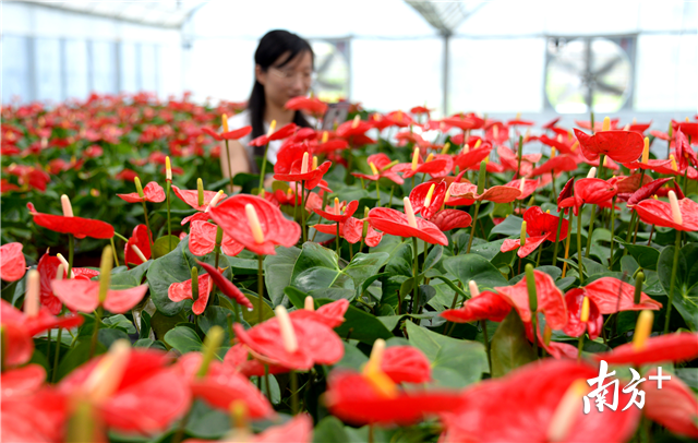 东陂红满天花卉种植基地培育的红掌花花期超3个月，年产花卉300万盆。记者黄津 摄