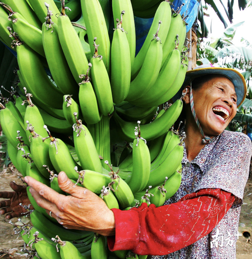 三水农户收割香蕉,喜悦挂脸上。 三水农户收割香蕉,喜悦挂脸上。